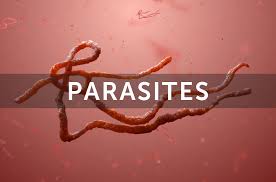 Wormin - gegen Parasiten - Deutschland - Nebenwirkungen - inhaltsstoffe